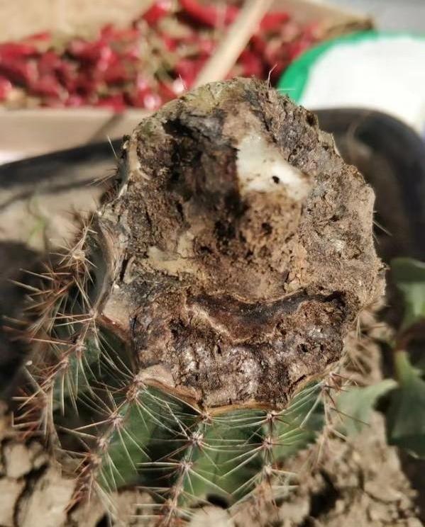 大的仙人球根烂了怎么补救,仙人球烂根的原因和解决方法
