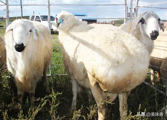 种羊淘汰,种羊要断尾吗