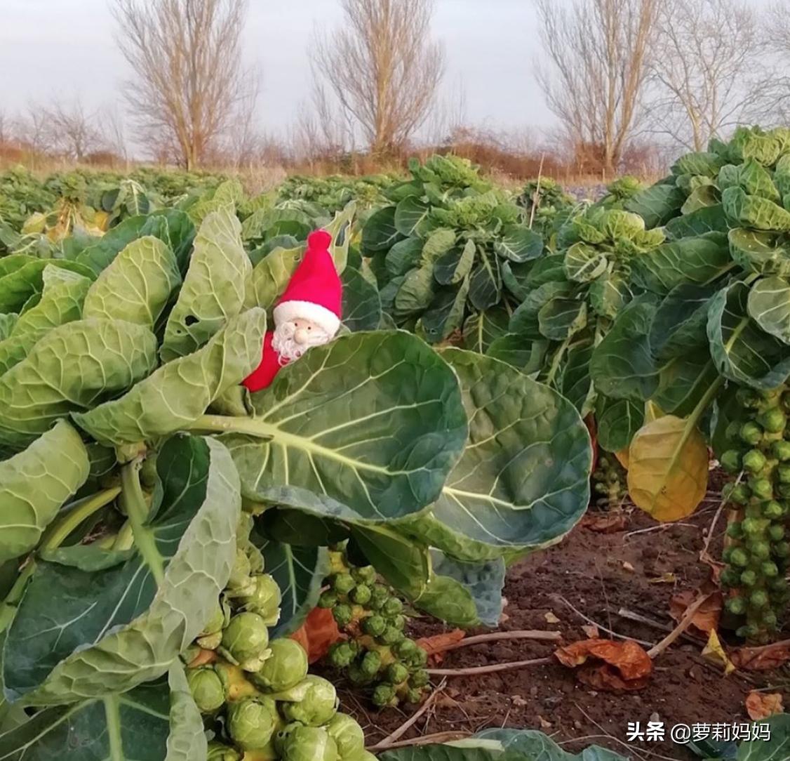 英国人爱吃什么中国菜,英国人爱吃的是什么食物