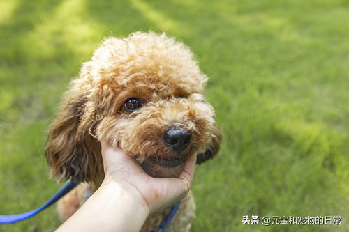 公认最好养的这几种狗狗,十种最好养的狗狗优缺点是什么