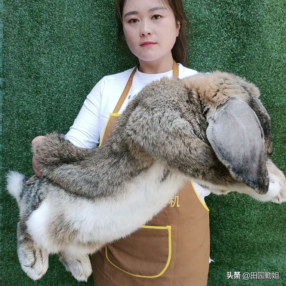 田园勤姐养兔技术视频,田园勤姐养兔技巧