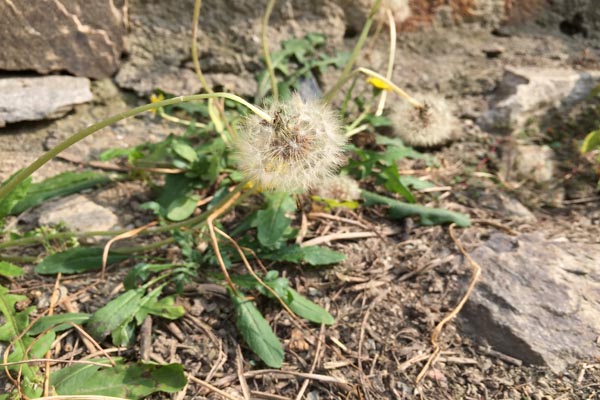 女子长期坚持喝蒲公英水,后来身体怎样?蒲公英真能杀死癌细胞?