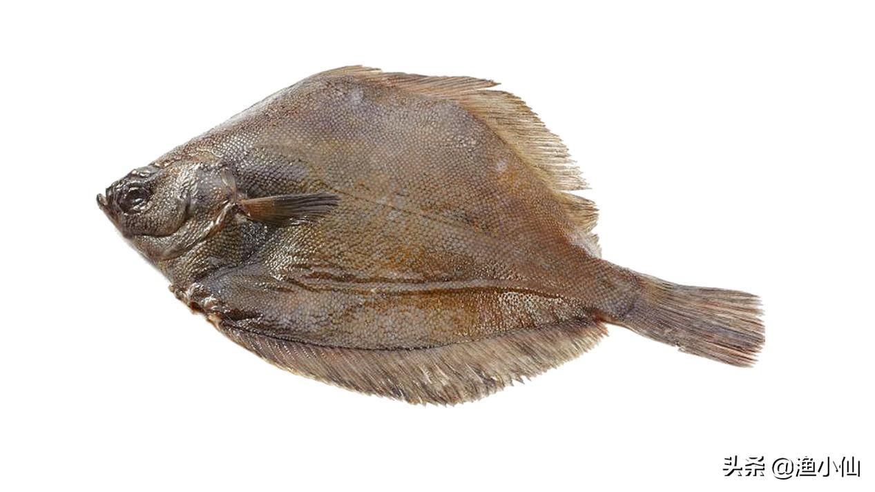 这“两兄弟”长得太像了，你在市场见到的多宝鱼未必是真的