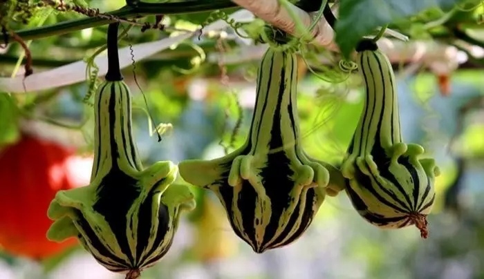 鸡蛋大米为什么价格低,8元一个的鸡蛋