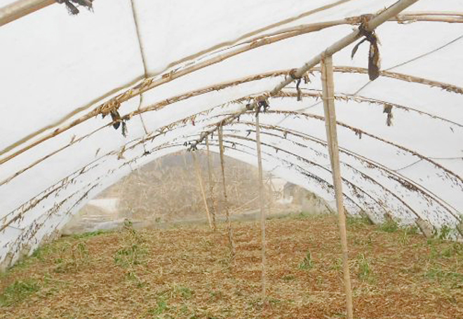 有人说,种植大棚不挣钱,竟是瞎投资,这种说法是对是错?