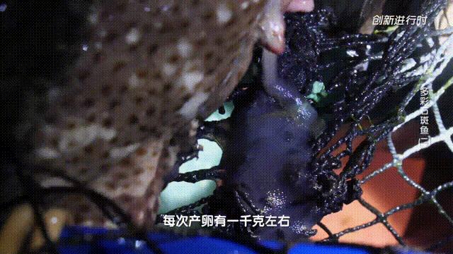 一条石斑鱼,一条石斑鱼一碗白饭