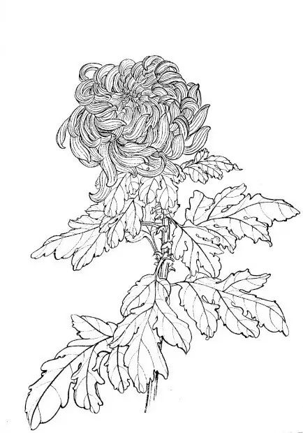 中国画菊花作品集锦,菊花花瓣白描的详细步骤