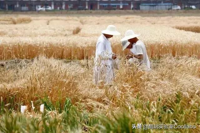 北京三环农田,北京三环麦田房价