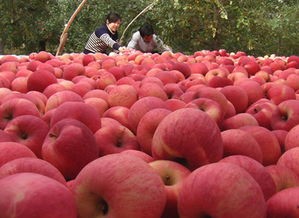 烟台红富士苹果为什么那么大,烟台红富士苹果
