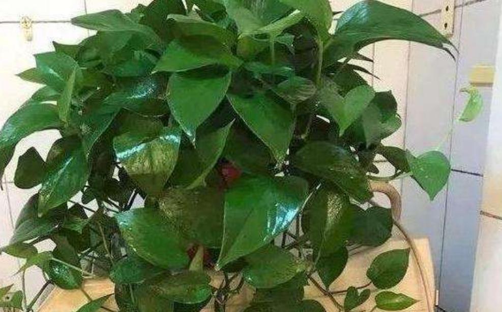 绿萝浇水过多黄叶怎么补救,绿萝浇水过多导致黄叶怎么办