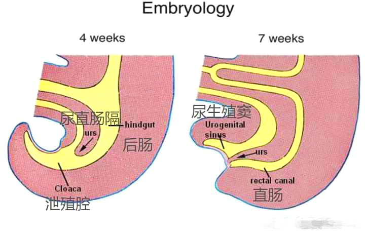 为什么所有雄性动物器官都一样,雄性动物生殖和排尿是同一系统