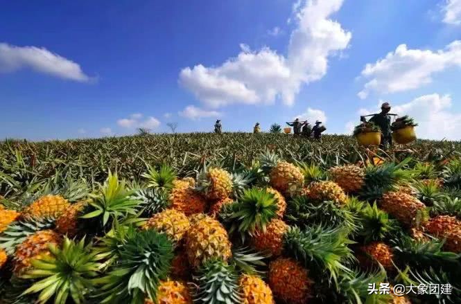 湛江菠萝海在哪个地方,湛江的菠萝海在哪里