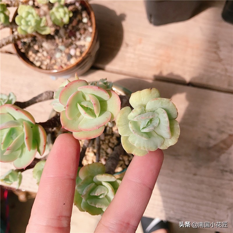 多肉“返祖”：“缀化”老碧桃，想不开“返祖”了，回到过去