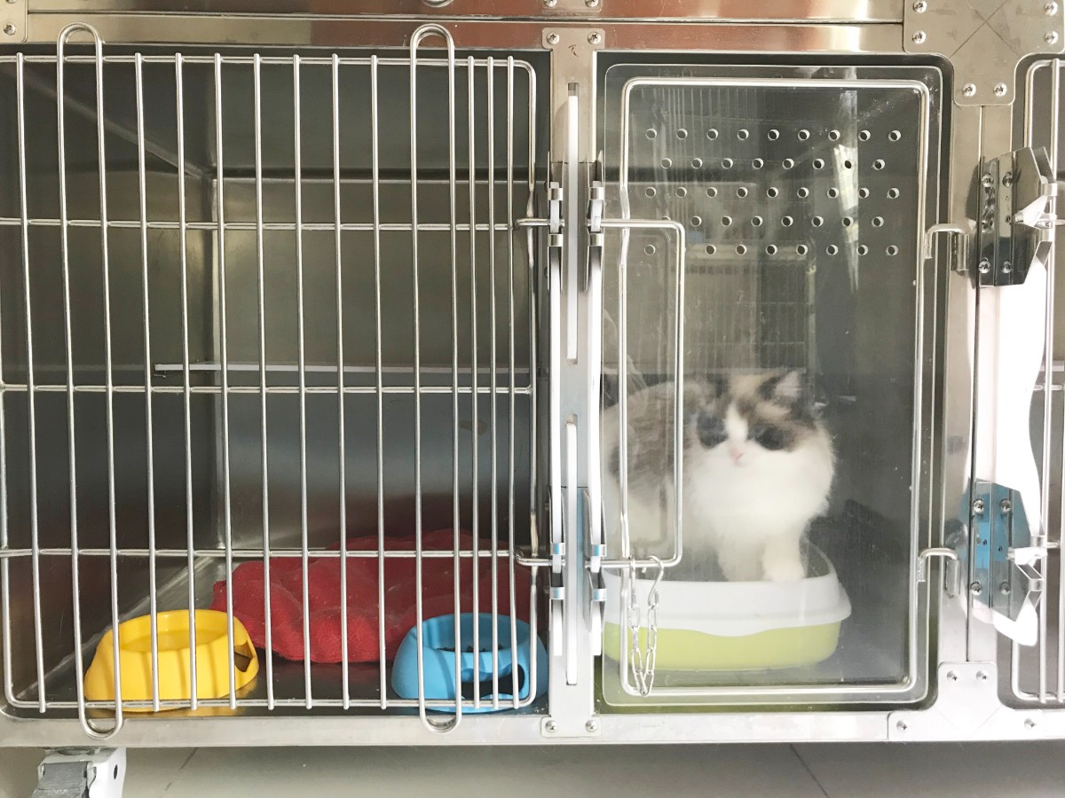 当了铲屎官才知道狗屎有多香,做了4年的铲屎官