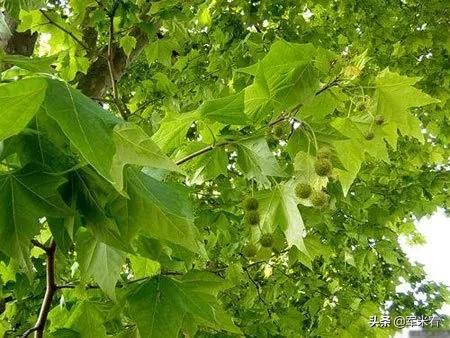 野外生存取饮用水方法,野外生存技巧之野外如何获得水