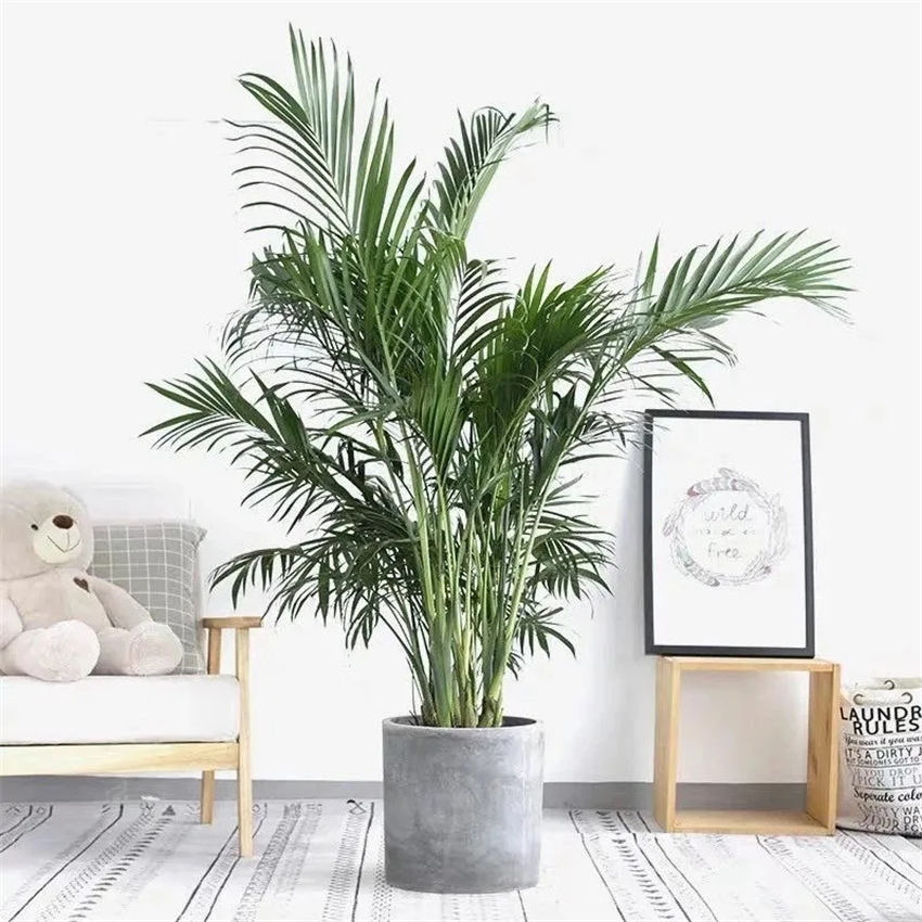 天然加湿器适合种什么绿植,空气加湿器种什么植物好