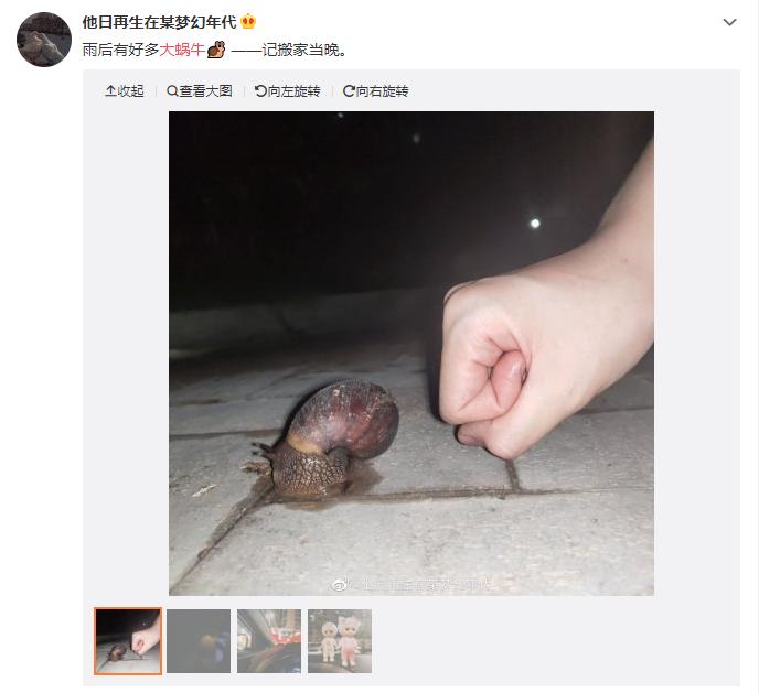 网红蜗牛的危害,非洲大蜗牛千万别让孩子碰