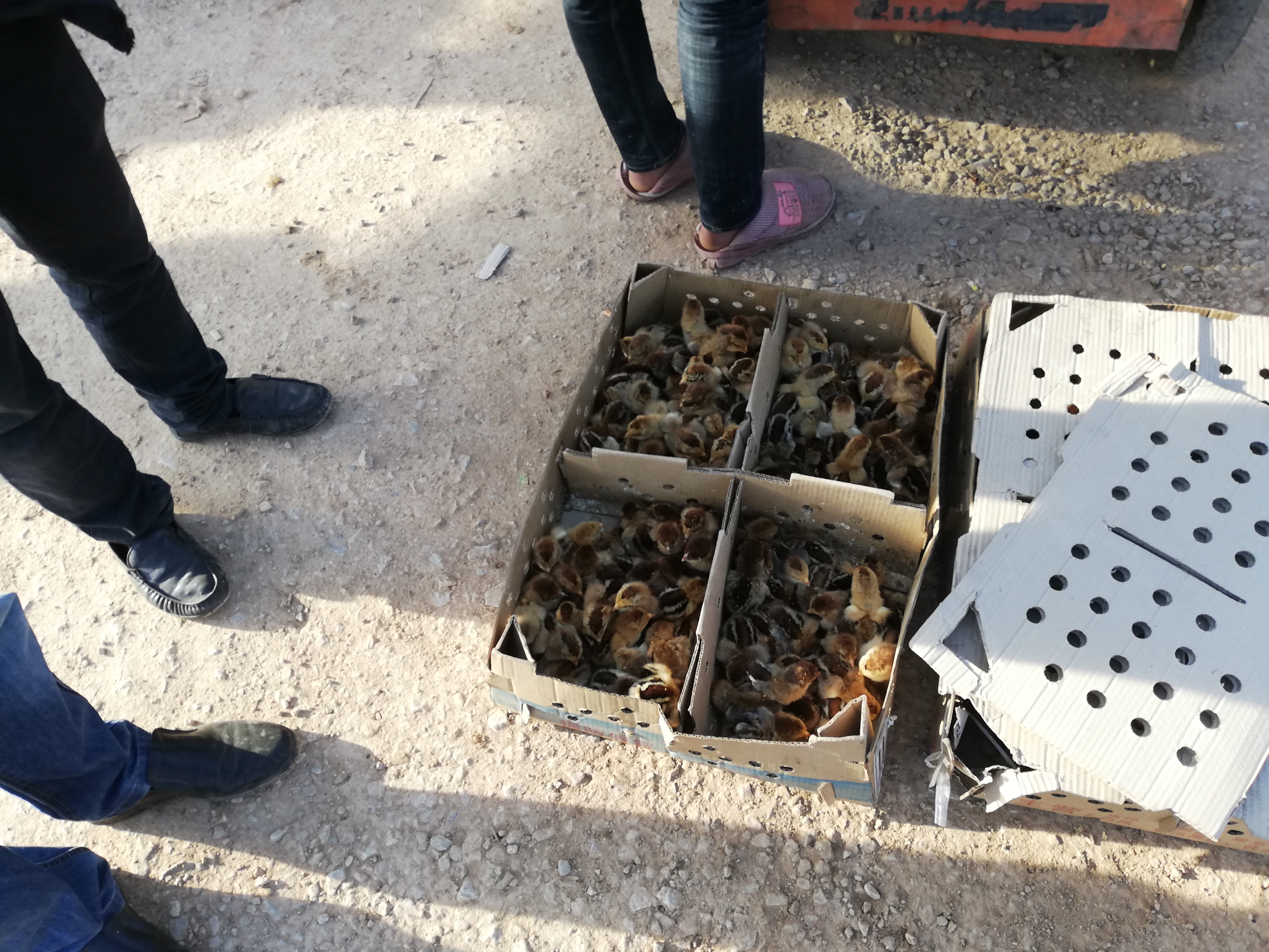 狗市出售50元一只的鸡,狗市买土狗幼犬20元一只