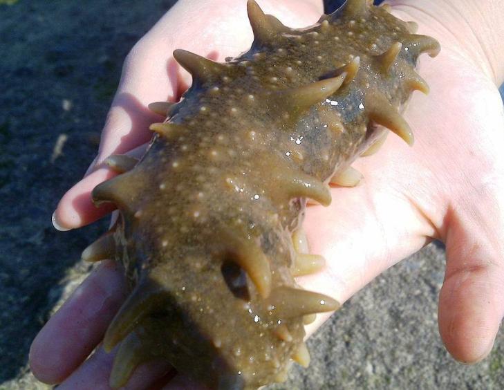 怎么买好海参反而成了难题 (购买海参的5个小技巧你学会了吗)