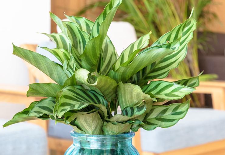 竹芋冬天的养护方法,竹芋冻伤了怎么补救