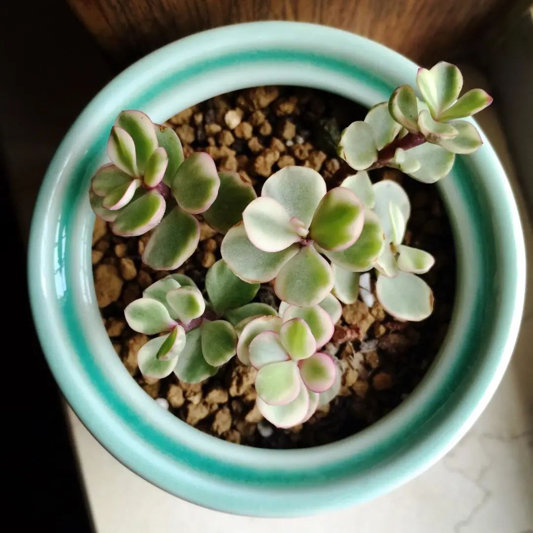 金枝玉叶雅乐之舞冬天怎么养,雅乐之舞多肉怎么才会开花