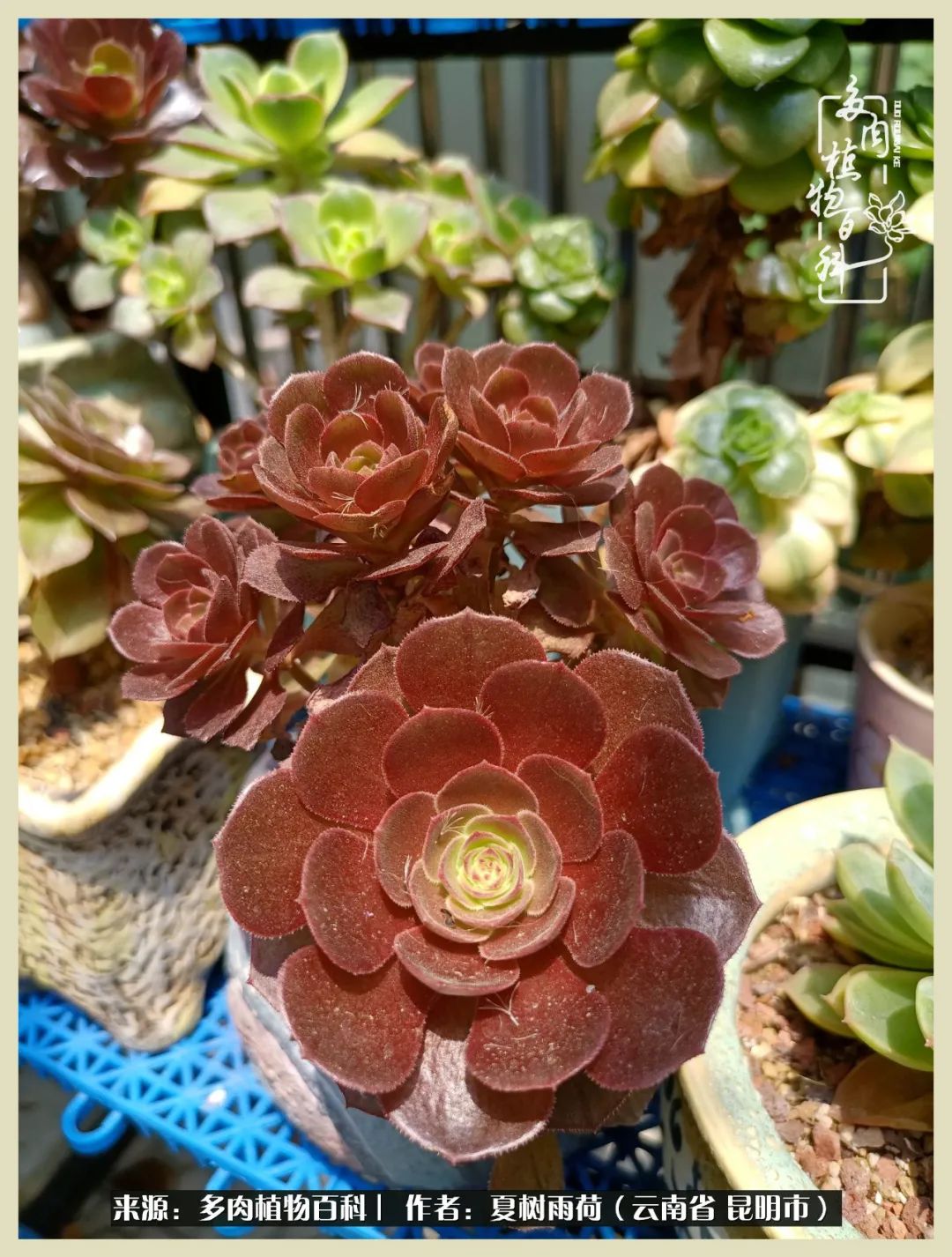 自从养了多肉有了窗台想要个阳台,养多肉10年多