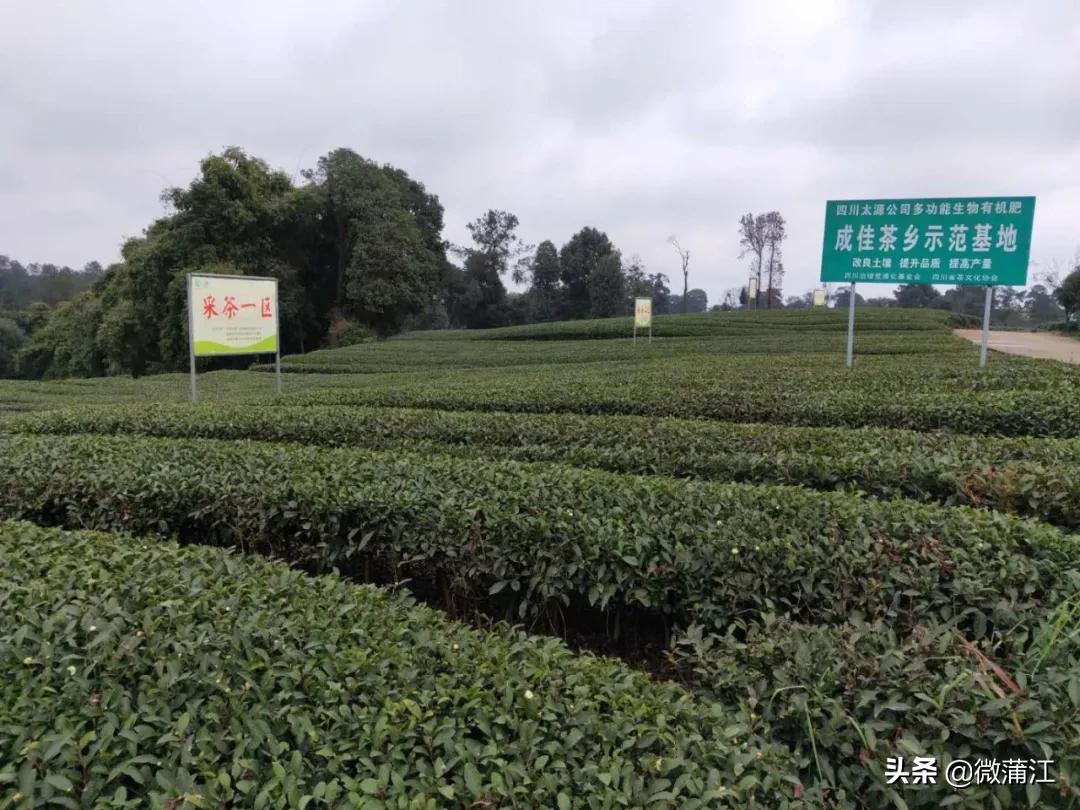 茶马世家茗茶馆,中国最美茶庄