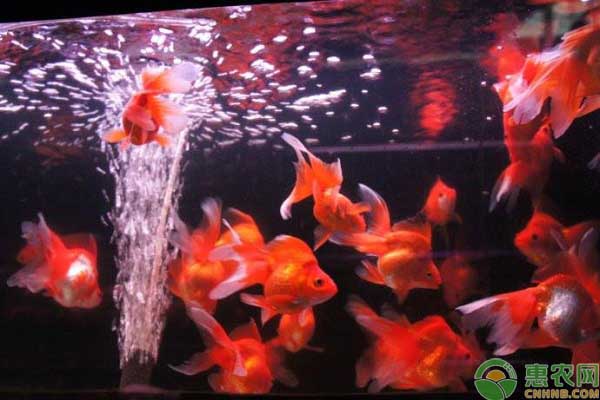 金鱼哪个品种比较好养,金鱼有多少品种哪个品种好养