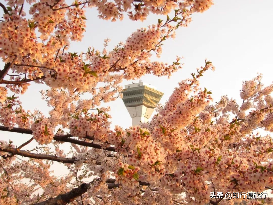 日本樱花季是八月几号,2020年日本樱花花期表