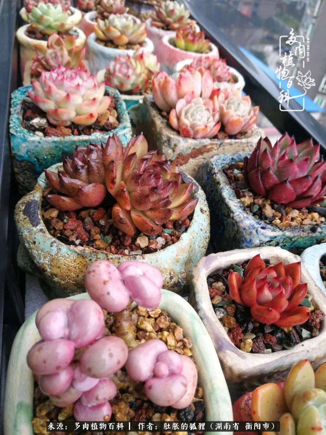 多肉用大盆养好还是用小盆养,多肉用石子养好还是用土养好