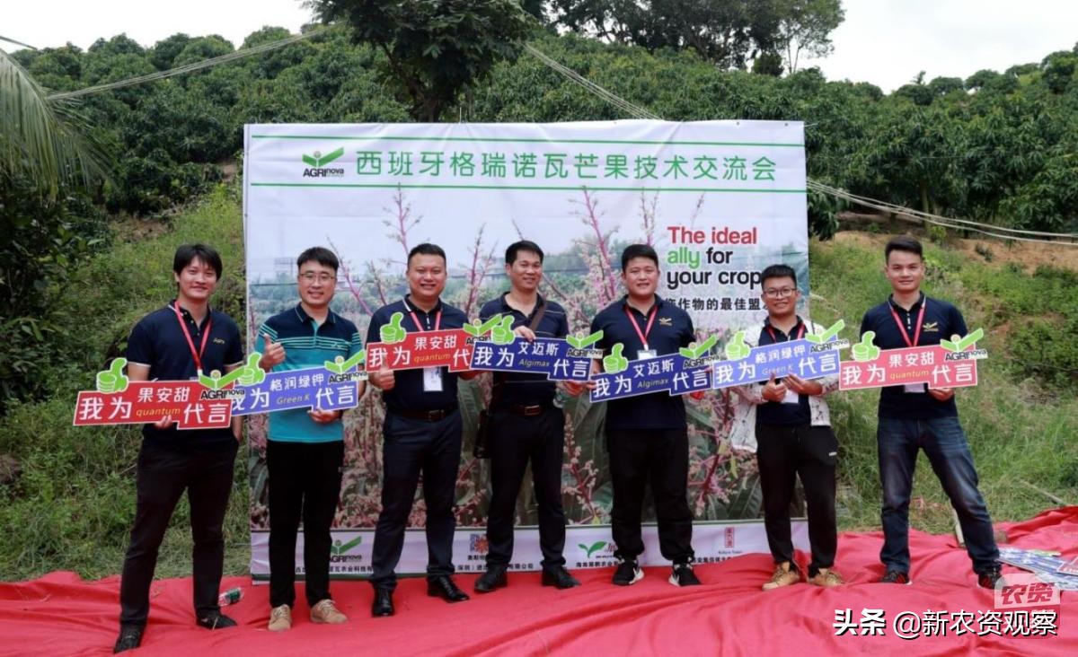 海南反季节芒果催花为何会催出芽,芒果催花后冒浆是花还是芽