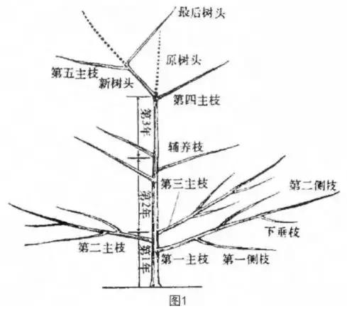 苹果树春季剪枝正确方法,苹果树开花后还能剪枝吗