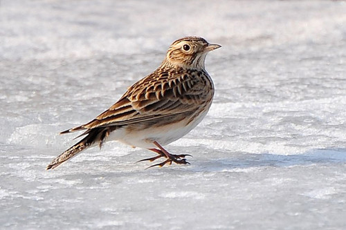 百灵鸟怎么喂才大叫,百灵鸟为什么要鸣叫