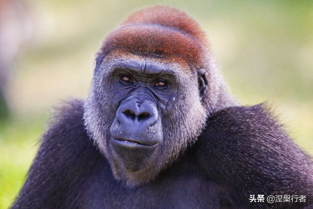 50种珍稀保护动物,为什么人类应该保护濒危物种