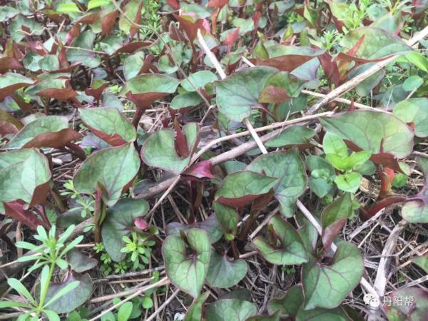 国家级非物质文化膏药,非遗膏药的历史价值