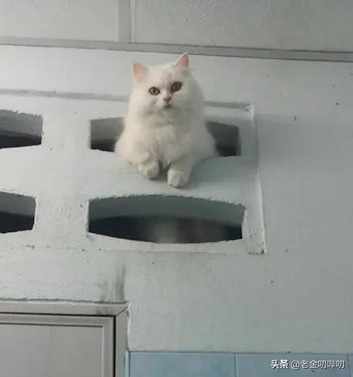 猫咪偷看我洗澡,猫为何喜欢偷看人洗澡