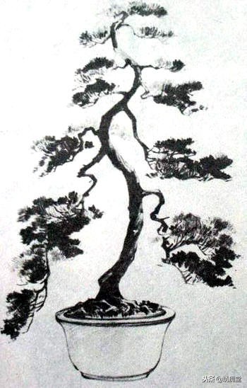 丛林式盆景欣赏,盆景欣赏及制作