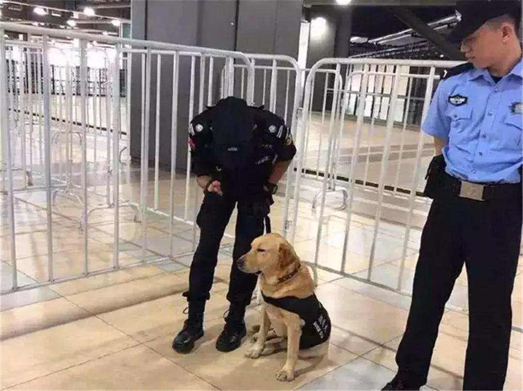 上海小警犬执勤时打盹,警犬累到打盹也站着