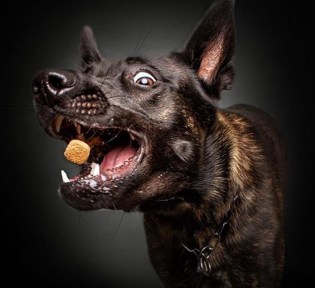 怎样看狗狗是否有狂犬病,怎么看狗狗是否有狂犬病