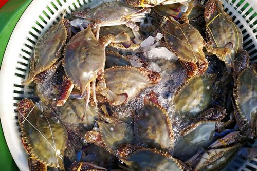 大螃蟹挑选小窍门怎么挑螃蟹,螃蟹挑选小窍门怎么挑螃蟹