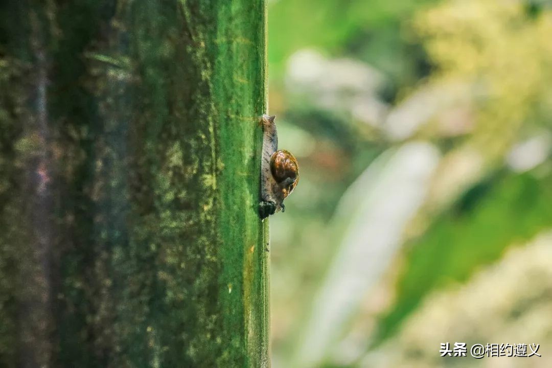 赤水大瀑布 侏罗纪公园 (世界唯一保留的侏罗纪原始公园)