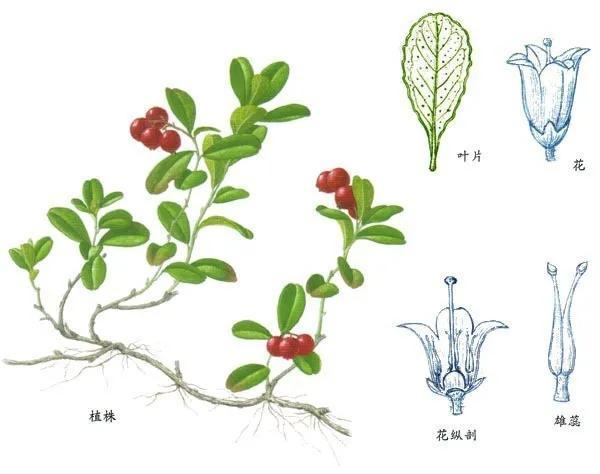 了解常见基础护肤品成分及其效果,护肤品选什么成分的比较好