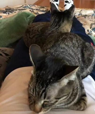 猫咪太聪明严重影响铲屎官脱单啊,猫咪所有的活力都留给了铲屎官