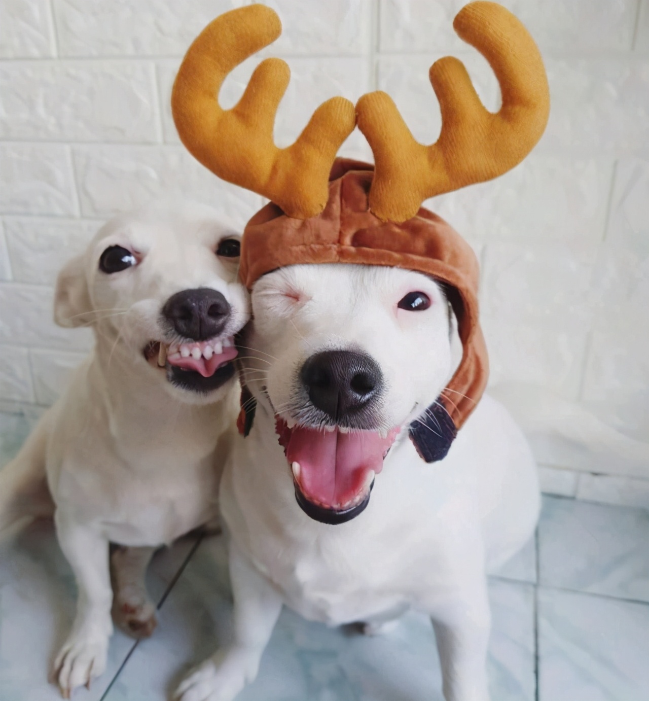 关于发粽子的幽默搞笑,吃粽子幽默笑话