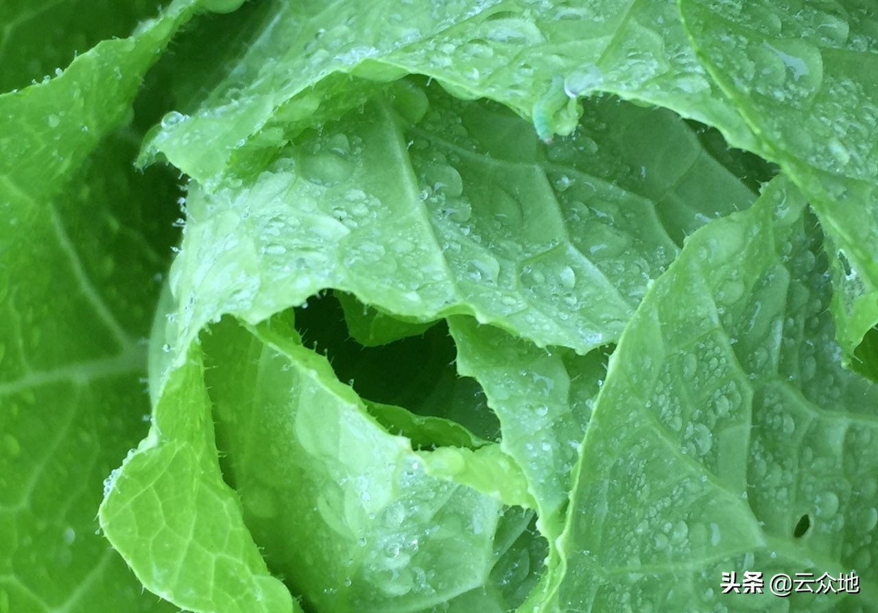 倒春寒谚语俗语知多少,预防倒春寒的农谚