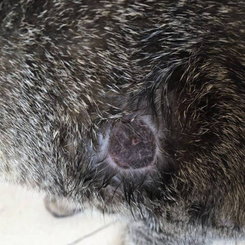 教你如何治猫癣,治疗猫癣的最有效办法