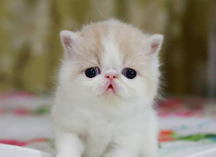 加菲猫如何养猫,加菲猫如何才能养好它