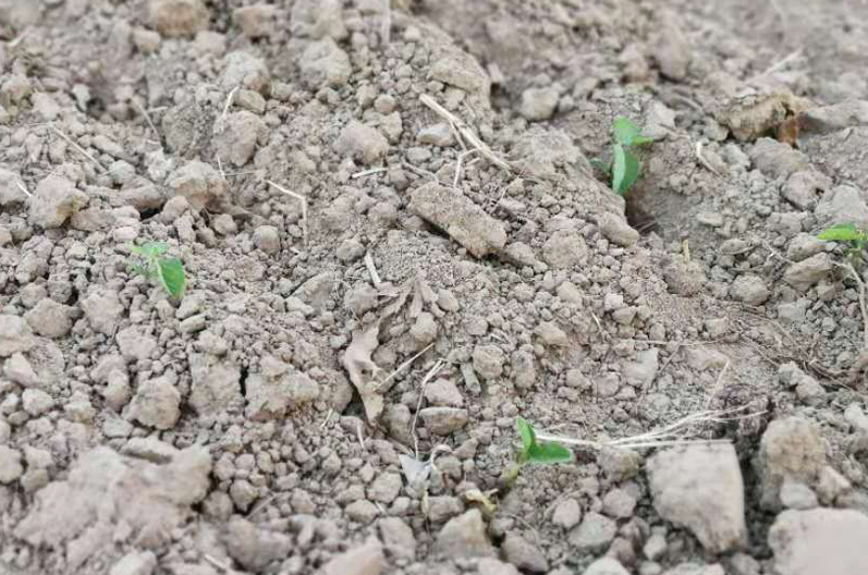 小麦地里水分大怎么处理,小麦厚长势好怎么管理