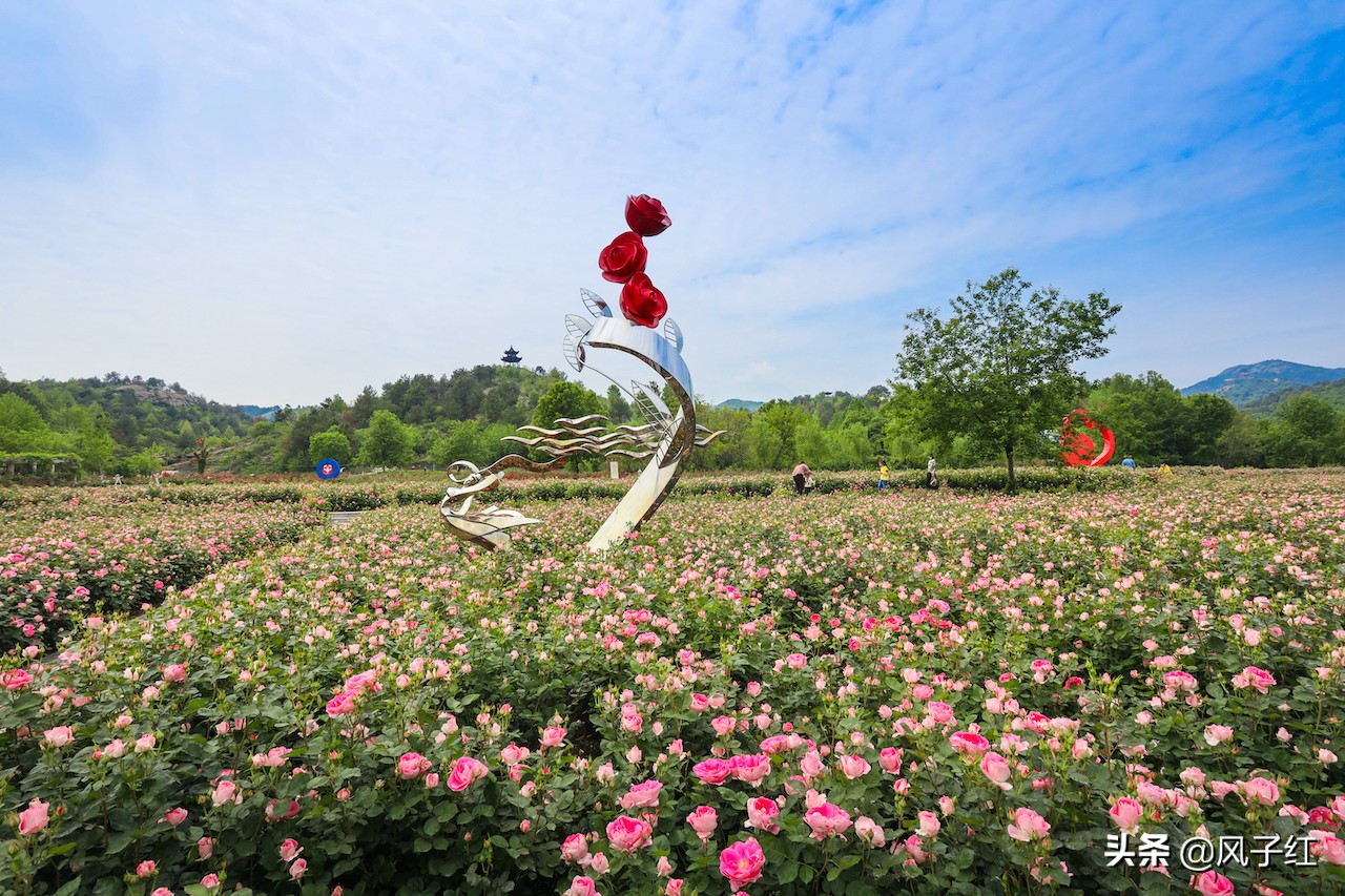 华中最大的玫瑰花园,中国最大的玫瑰花海