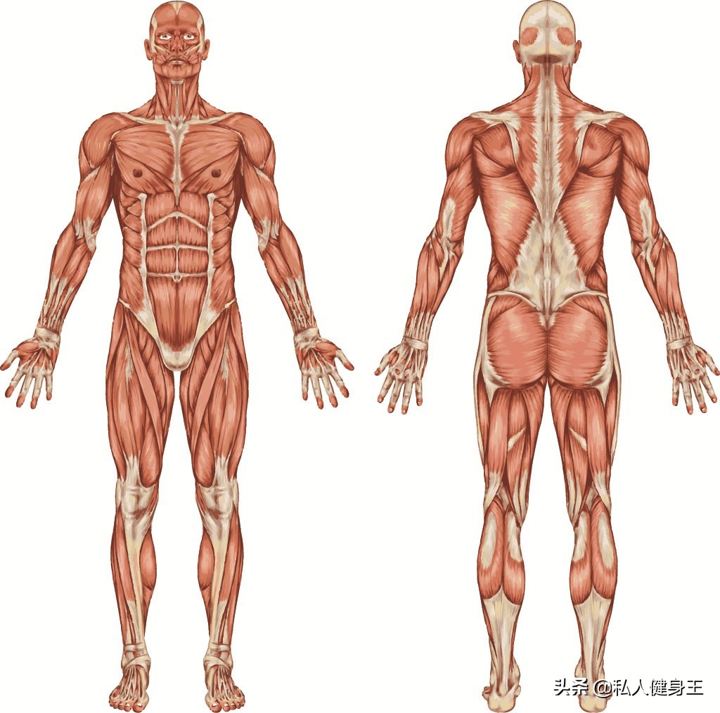 5种锻炼核心力量的动作,5个功能性训练动作